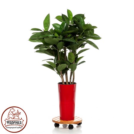 Подставка для цветов на колесиках  Подставка для цветов на колесиках