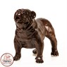 Садовый декор из полистоуна Бульдог US07618